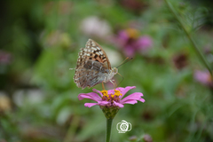 Argynnis pandora