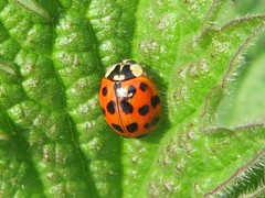 Harmonia axyridis