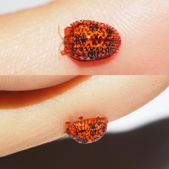 Hemisphaerota palmarum