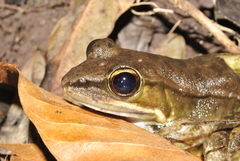Lithobates maculatus