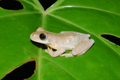 Ptychohyla hypomykter