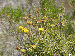 Grindelia chiloensis
