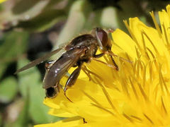 Anasimyia bilinearis