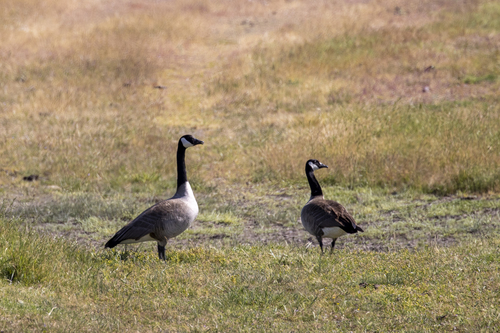 iNaturalist observation photo of Canada Goose