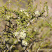 Acantholippia seriphioides - Photo (c) Guillermo Debandi, some rights reserved (CC BY), uploaded by Guillermo Debandi