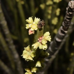 Euphorbia rossiana