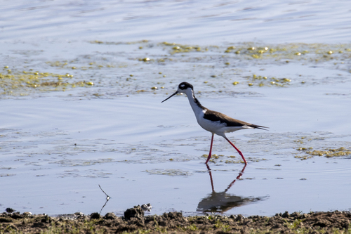 iNaturalist observation photo of Black-necked Stilt