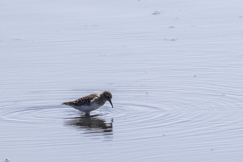 iNaturalist observation photo of Least Sandpiper