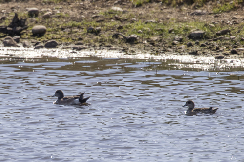 iNaturalist observation photo of American Wigeon