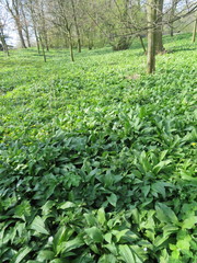 Allium ursinum