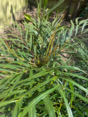 Berberis ganpinensis