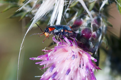 Clanoptilus marginellus