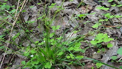 Carex digitata