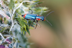 Clanoptilus marginellus