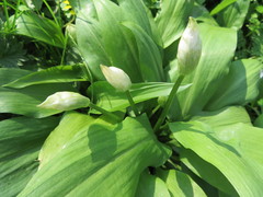 Allium ursinum