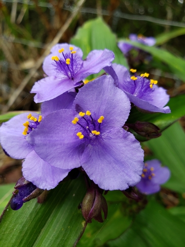 plateau spiderwort (Tradescantia edwardsiana)