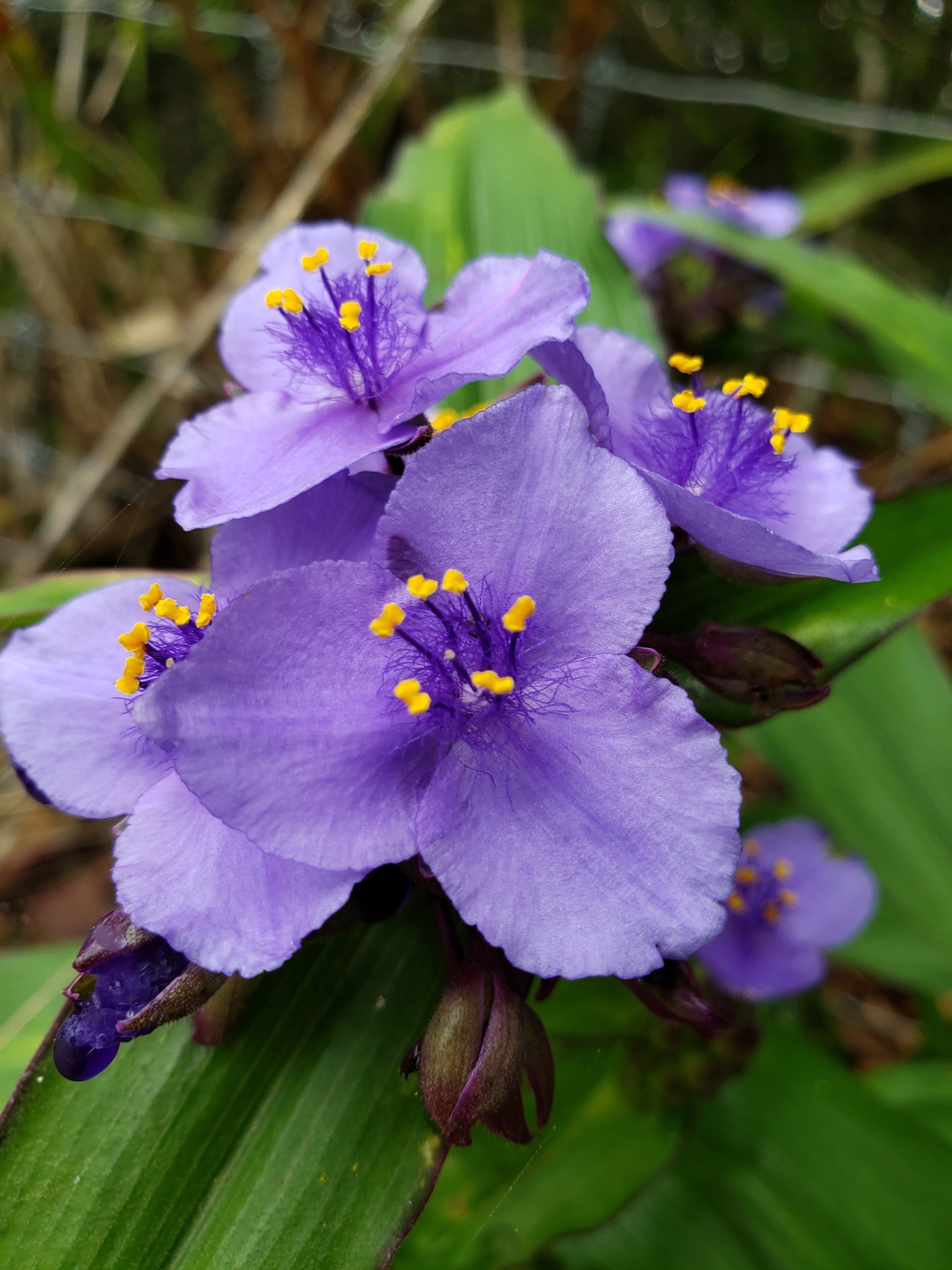 Tradescantia edwardsiana