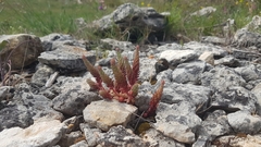Petrosedum ochroleucum