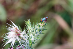Clanoptilus marginellus