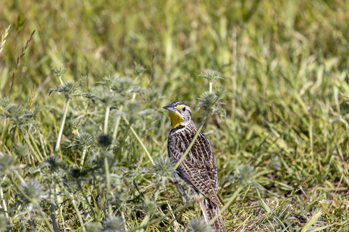 iNaturalist observation photo of Western Meadowlark