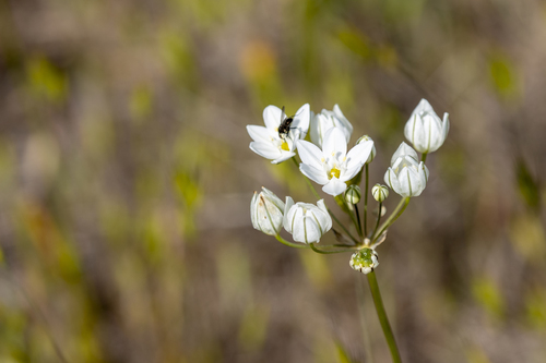 iNaturalist observation photo of white brodiaea