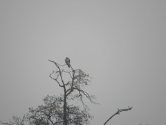 Falco peregrinus anatum