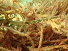 Syngnathus rostellatus