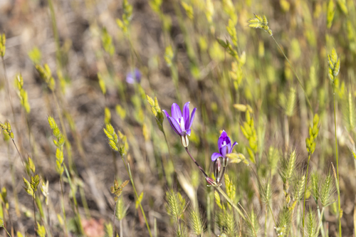 iNaturalist observation photo of crown brodiaea