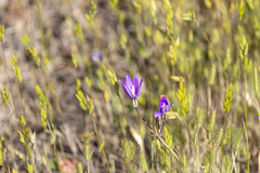 Brodiaea coronaria