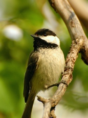 Poecile atricapillus