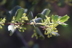 Rhamnus pilosa