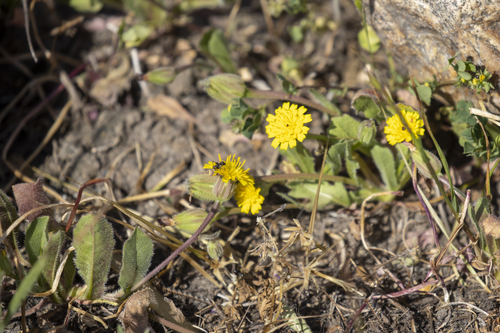 iNaturalist observation photo of Cretanweed