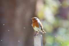 Erithacus rubecula