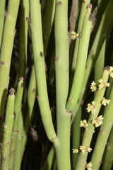 Euphorbia rossiana