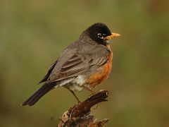 Turdus migratorius