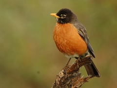 Turdus migratorius
