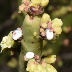 Euphorbia rossiana