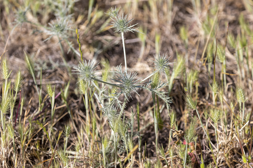 iNaturalist observation photo of Coyote-thistle