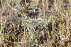 Eryngium vaseyi