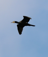 Phalacrocorax carbo