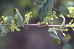Rhamnus pilosa