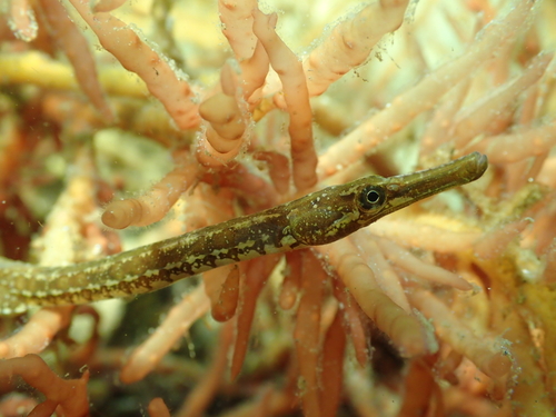 Lesser Pipefish