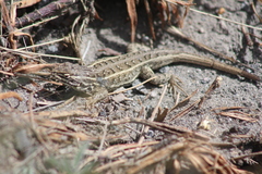 Sceloporus bicanthalis