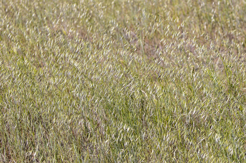 iNaturalist observation photo of Oats