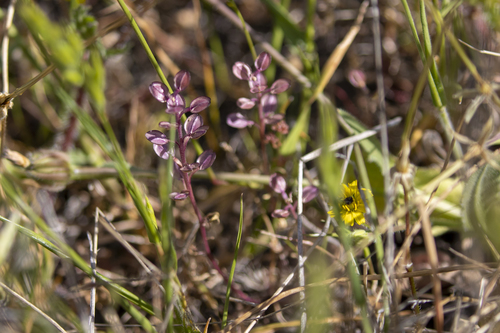 iNaturalist observation photo of Shining Pepperweed