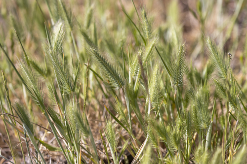 iNaturalist observation photo of salt barley