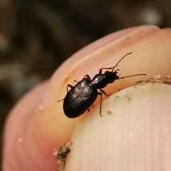 Bembidion punctulatum