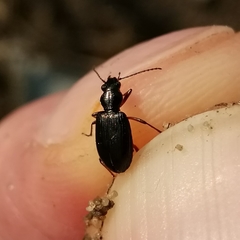 Bembidion punctulatum