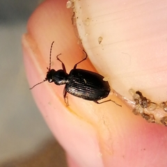 Bembidion punctulatum