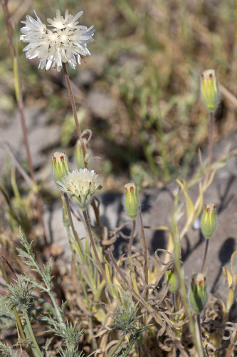 iNaturalist observation photo of Blow Wives